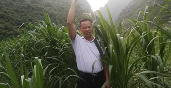 金龙镇牧草基地